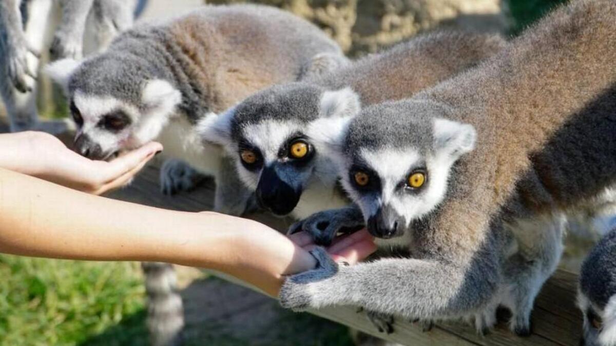 Bystanders feed lemurs at Tanganyika Wildlife Park near Goddard. The attraction is one of 11 for which the Wichita Public Library has passes as part of its nontraditional collection.
