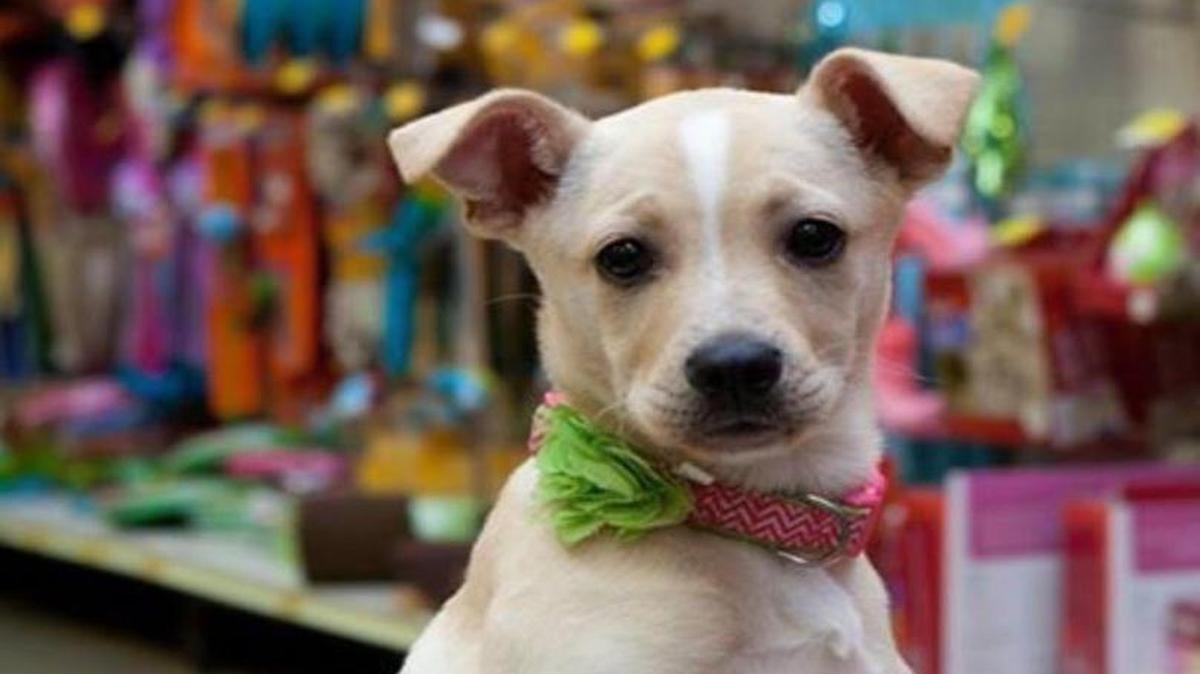 Mia, a beagle-Lab mix, will take part in the doggie fashion show at the Women’s Fair.
