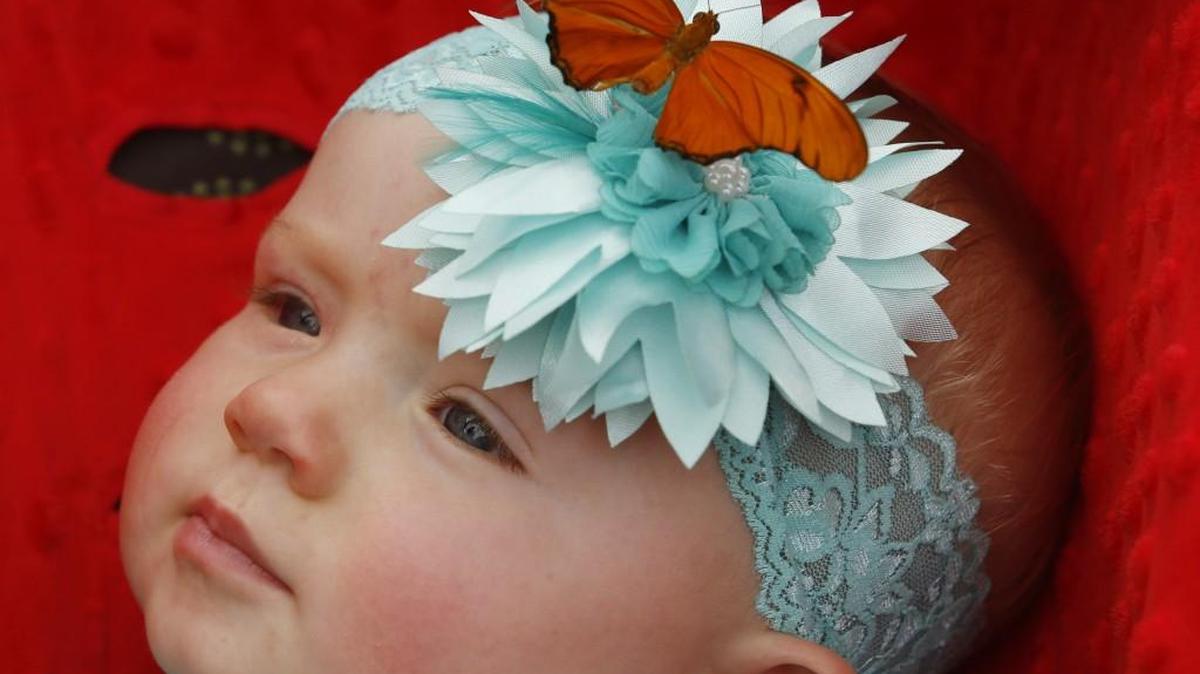The butterflies will be out again Sunday in Botanica’s butterfly house.