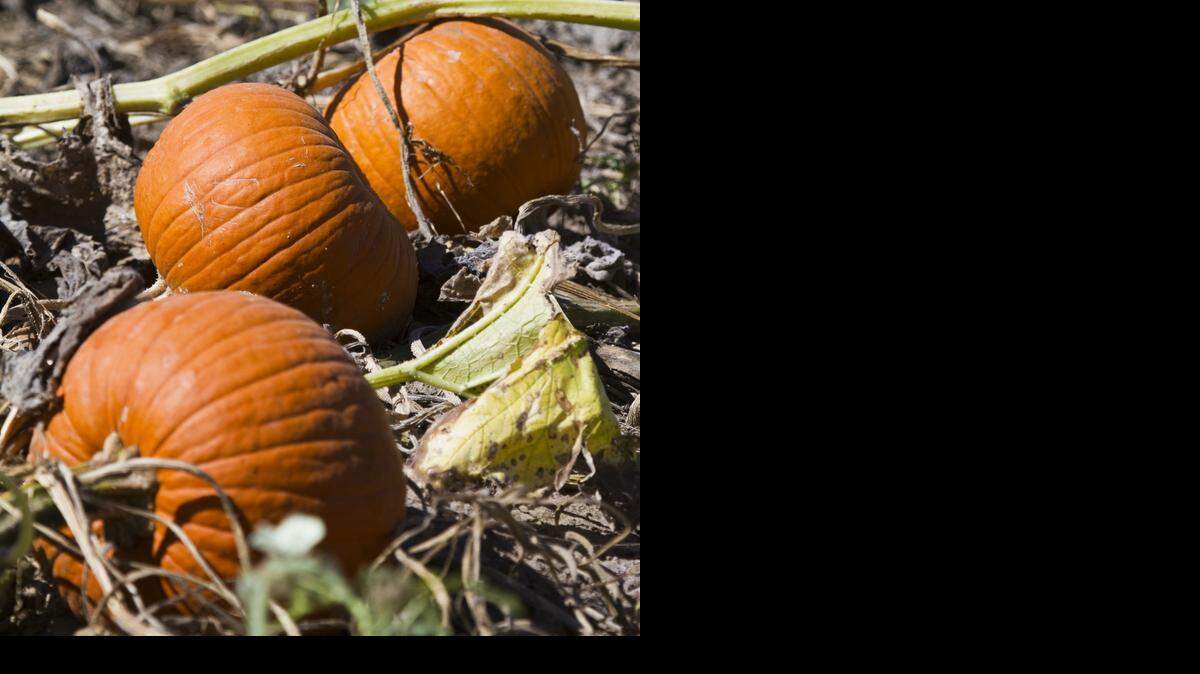 
Pumpkins in Augusta 
