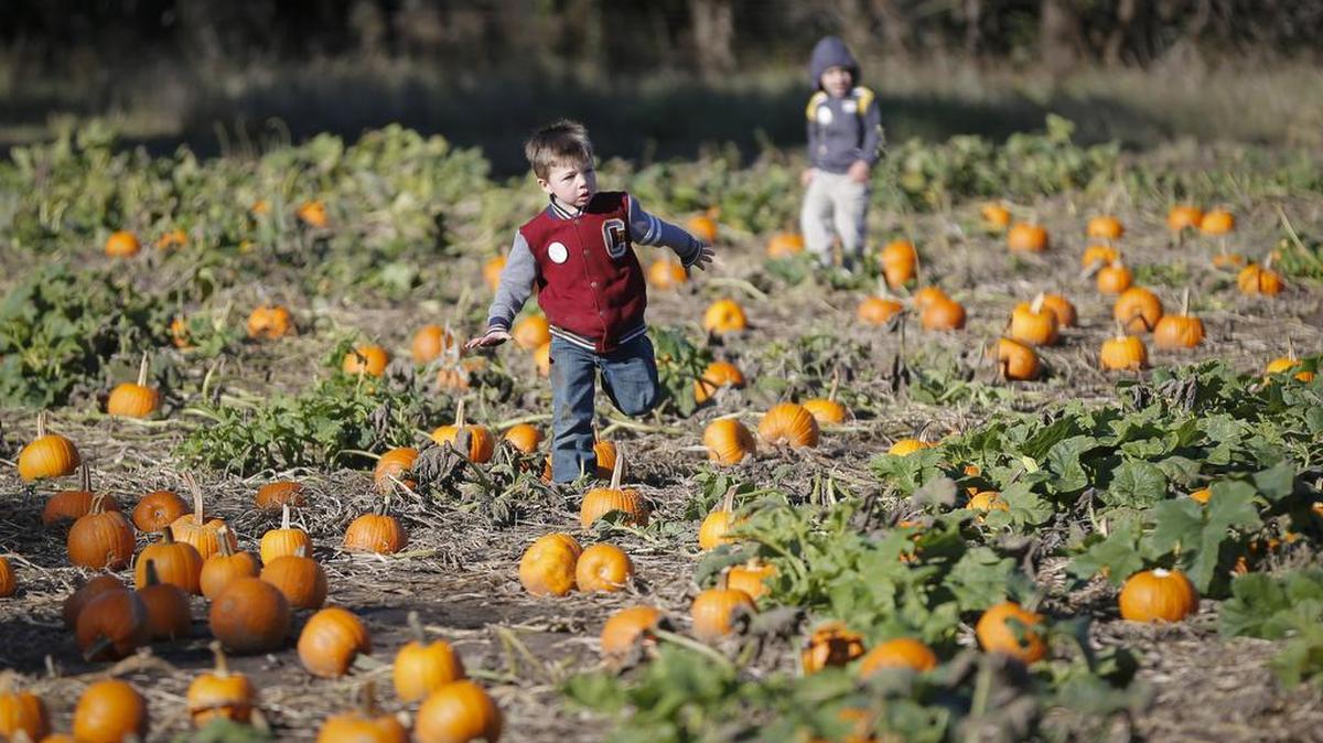 
Roland Lawrence runs through a field of pumpkins at Applejack Pumpkin Patch near Augusta during a preschool field trip. (2014)
