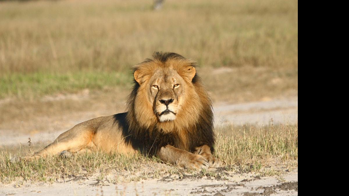 
In this undated photo, Cecil the lion rests in Hwange National Park in Hwange, Zimbabwe. Two Zimbabweans arrested for illegally hunting a lion appeared in court Wednesday. The head of Zimbabwe’s safari association said the killing was unethical and that it couldn’t even be classified as a hunt, since the lion killed by an American dentist was lured into the kill zone. 
