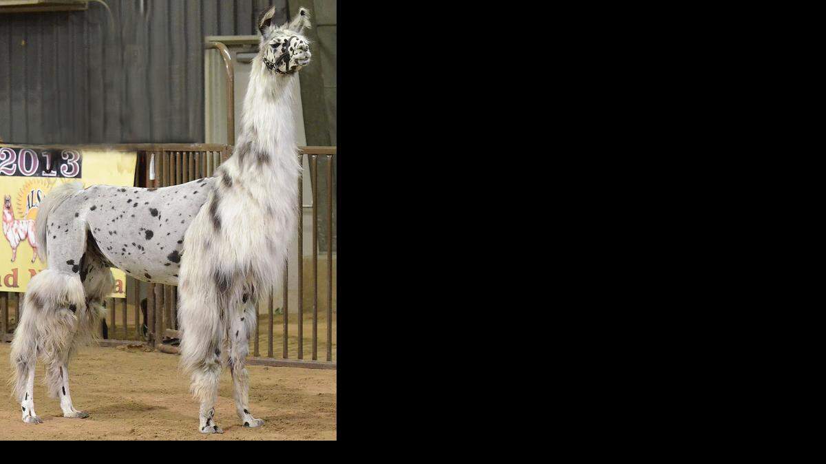 
Alpaca and llama show
