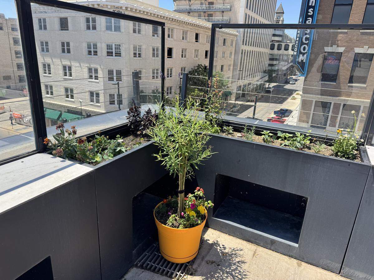Farmer Thomas Montiel, who specializes in growing willow trees, also has placed 18 pots filled with willow cuttings and other flowers around NICHE'’s rooftop terrace.