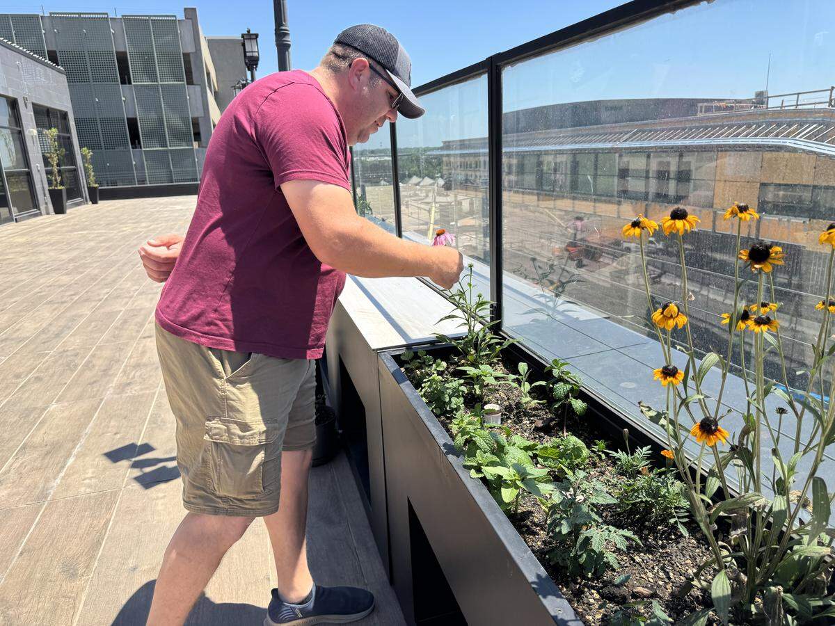Thomas Montiel tends to the plants he installed at NICHE’s new rooftop garden in downtown Wichita.