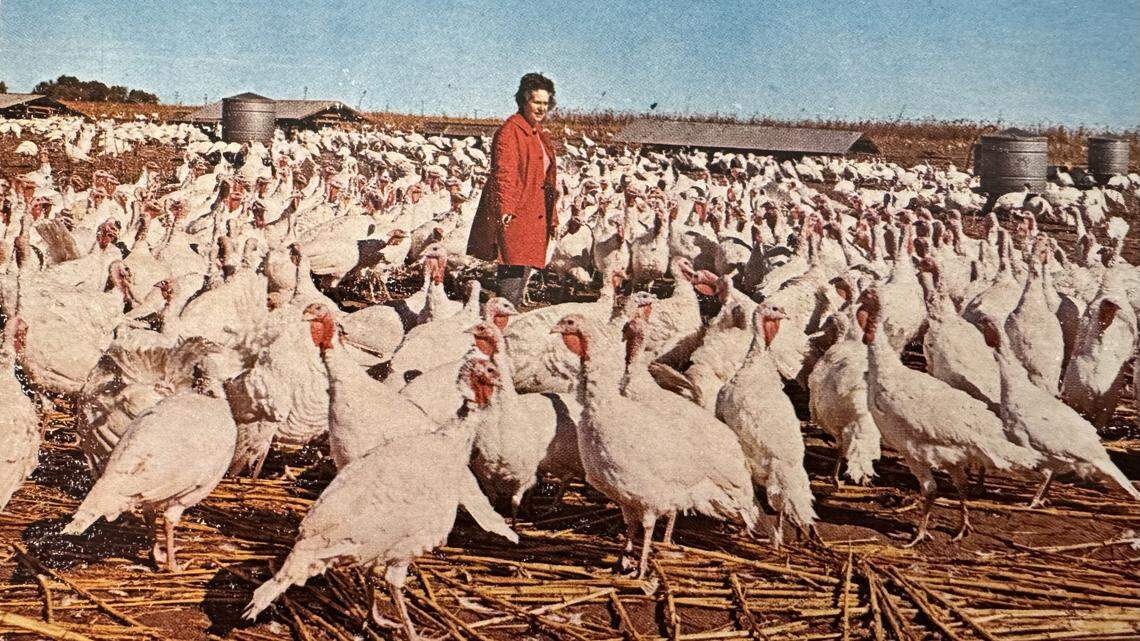 On Thanksgivings past, Wichita flocked to this North Hillside turkey farm