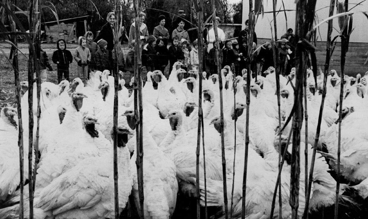 In this photo from 1968, students from Benton Elementary School are visiting Thompson's Turkey Farm.