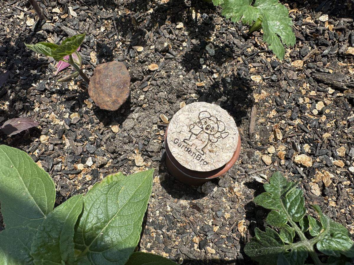 Each bed at NICHE’s new rooftop garden includes two ollas, which are refillable porous clay pots that are buried in the soil alongside the plants and provide a steady flow of water.