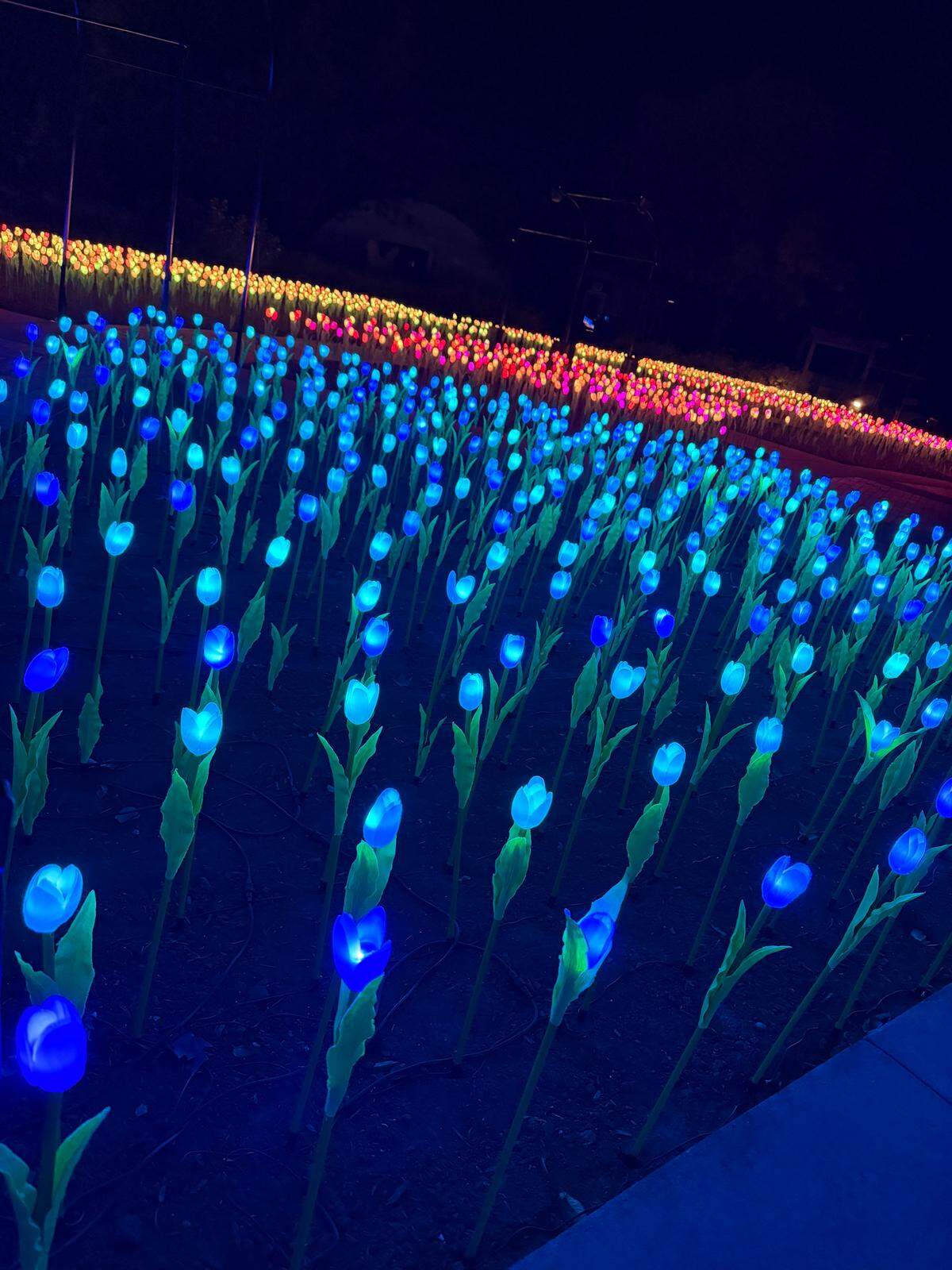 The new “Tulipscapes” installation at Illuminations features 2,200 lighted tulips installed around the Margie Button Memorial Fountain.
