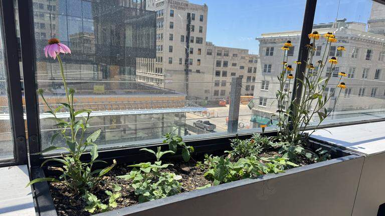 Wichita once had a rooftop farm overlooking downtown. Now, a new one is sprouting