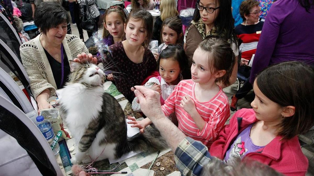 First-graders from St. Thomas Aquinas stop to play with “Tru Tail MacGyver,” a grand champion Maine Coot cat from 2013’s Wichita Cat Fancy cat show at the Cotillion.