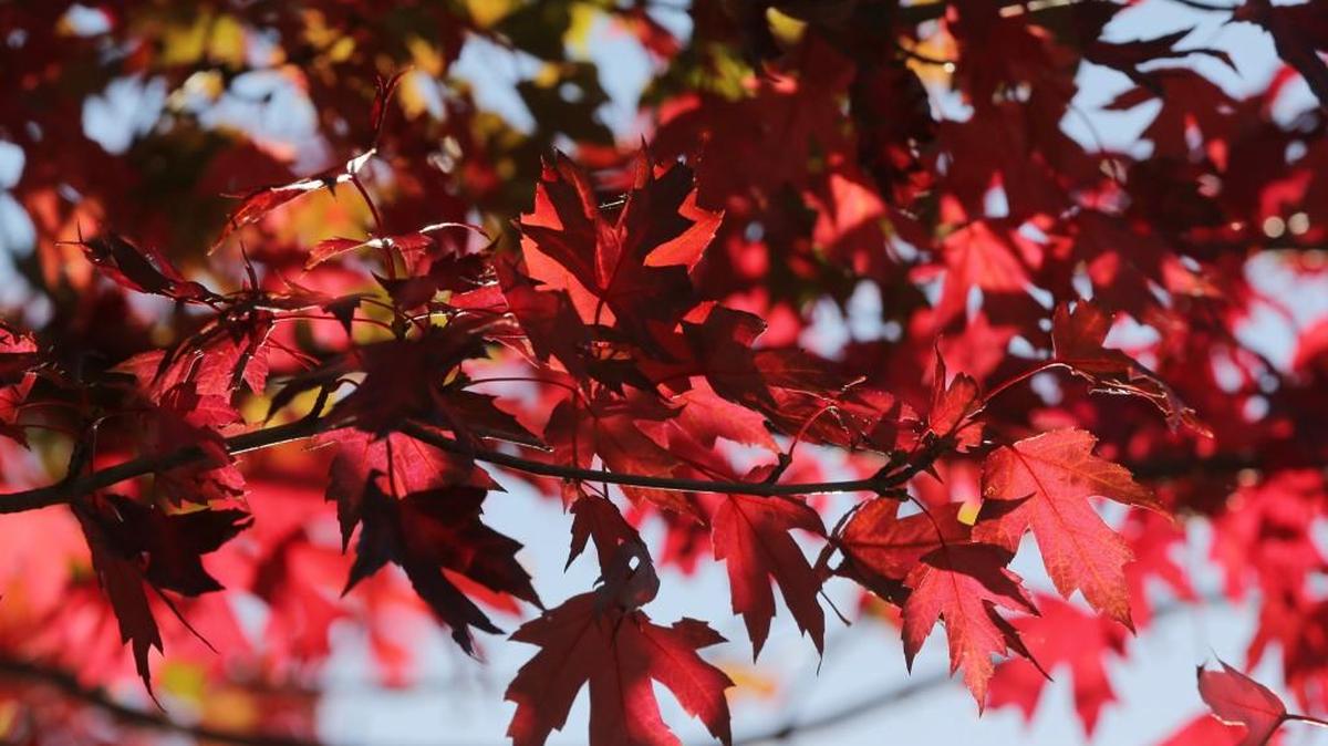 Leaves show a vibrant a red on a maple tree on South Maize Road in Wichita in this file photo. Here’s what to know about fall temperatures in the area in September.