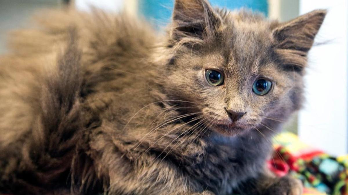 The Kansas Humane Society is putting a Pampered Paws Puppy and Kitten Shower on Saturday to showcase adoptable cats and dogs.