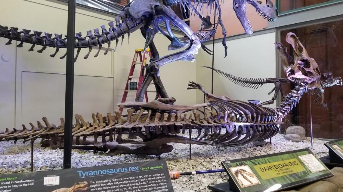The Museum of World Treasures will host a special event on Saturday to commemorate the donation of a T. rex, Ivan, to the museum.