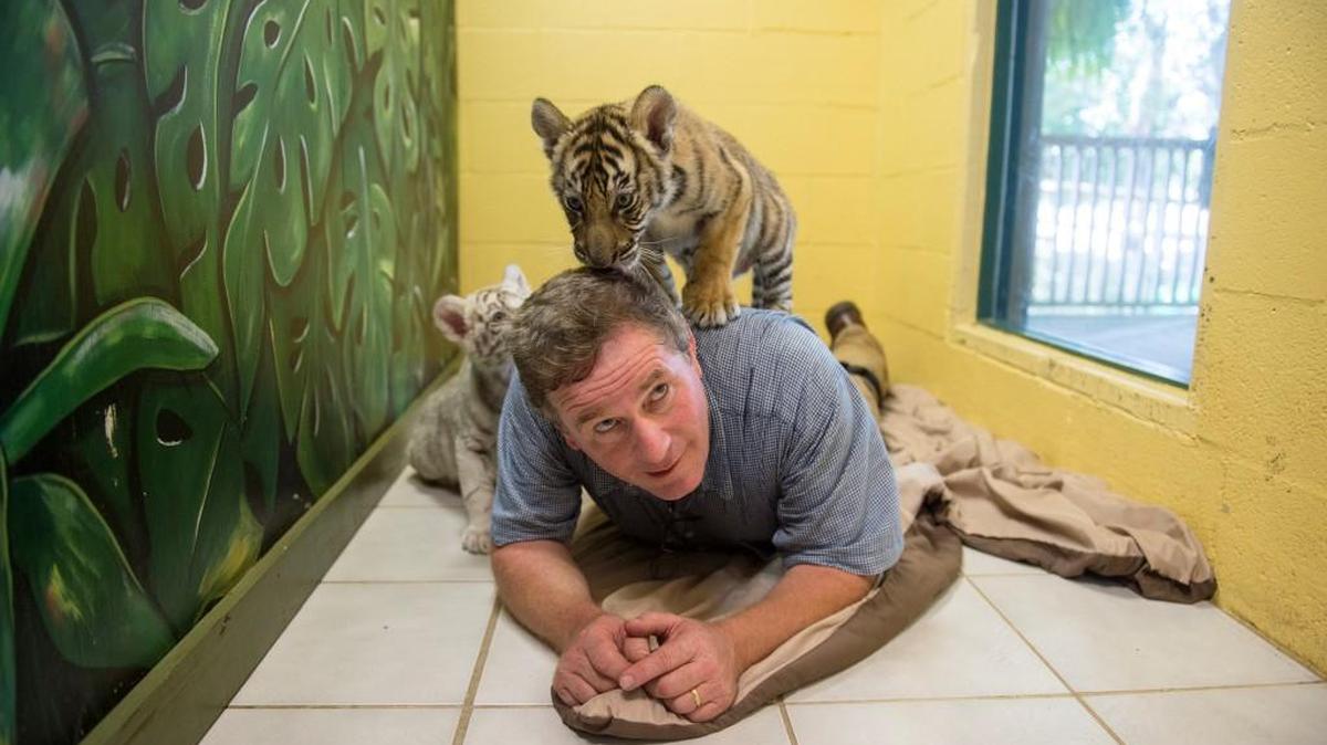 Joel Sartore with 8-week-old Bengal tiger cubs (Panthera tigris tigris) at the Alabama Gulf Coast Zoo.