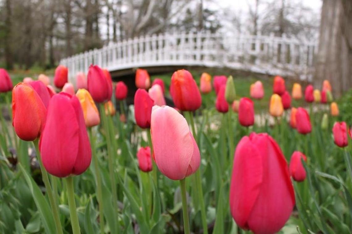 Visitors to Belle Plaine’s Bartlett Arboretum gaze at 40,000 tulips each April while serenaded by 100-decibel train horns.