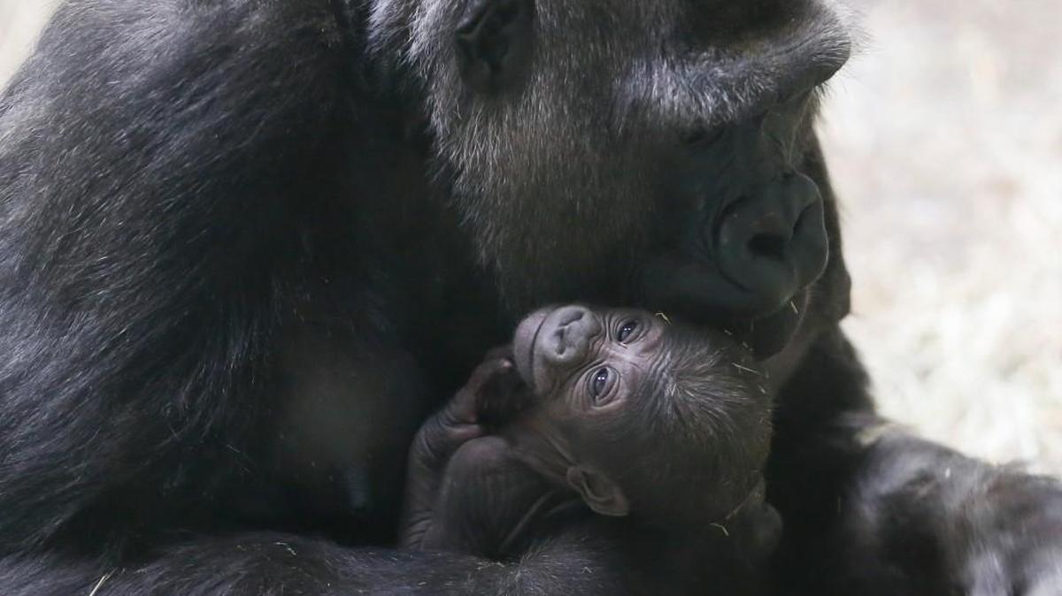 Kigali holds her 6-day old newborn gorilla February 28 while picking up treats off of the ground. The baby is the second gorilla born at the Sedgwick County Zoo.