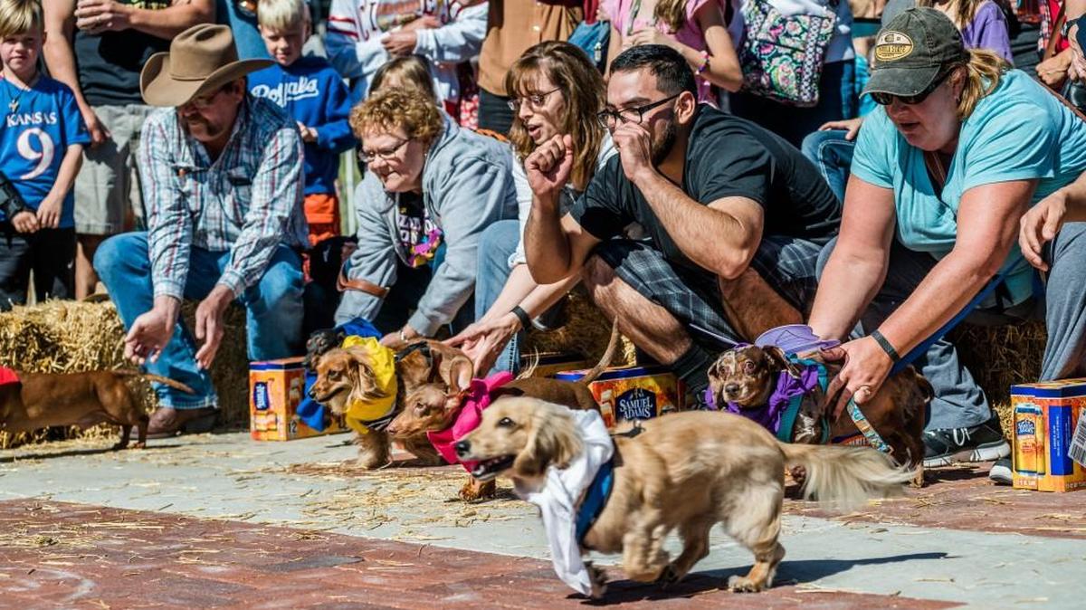 One of the most anticipated parts of the ICT Bloktoberfest this weekend: weiner dog races to accompany the King Weiner Competition. The races begin at noon Saturday at WaterWalk Plaza. (2016)