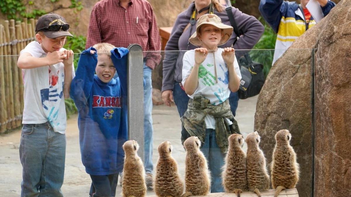 Meerkats line up for visitors to the Sedgwick County Zoo. The zoo is open all Thanksgiving weekend for people antsy to get out of the house.