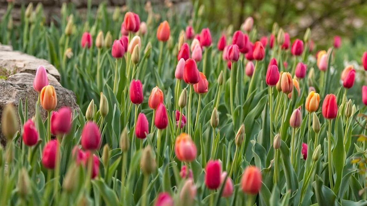 The arboretum has held a special event for the blooming of its tulips for 99 years.