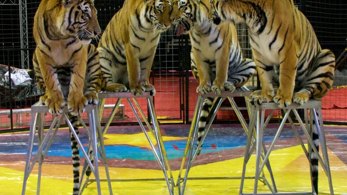 Tigers will be a featured act at the Super Spectacular Circus coming to Hartman Arena in January.