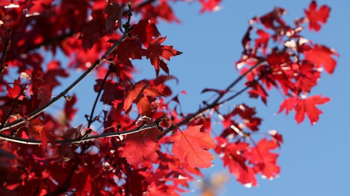 Leaves on a red maple tree on South Maize Road. Soon fall foliage will transform the landscape in the Wichita area.