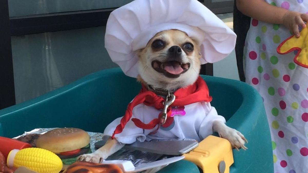 A chihuahua enjoyed last year’s Dog Days at GreenAcres Market. The free event returns this weekend.