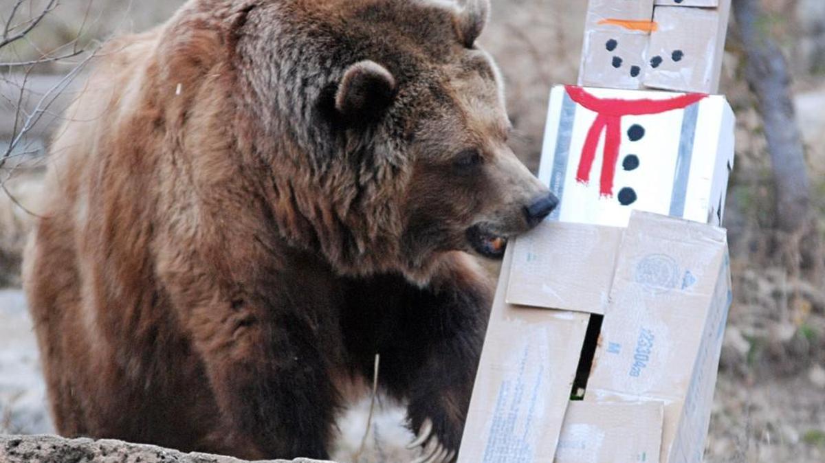 A grizzly bear at the Sedgwick County Zoo begins to open the gifts left by zookeepers and volunteers for Season’s Treatings at the Sedgwick County Zoo last year. The event is on Saturday.