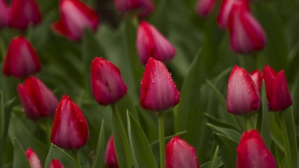 Tulips are the center of activities this weekend at Botanica, Bartlett Arboretum
