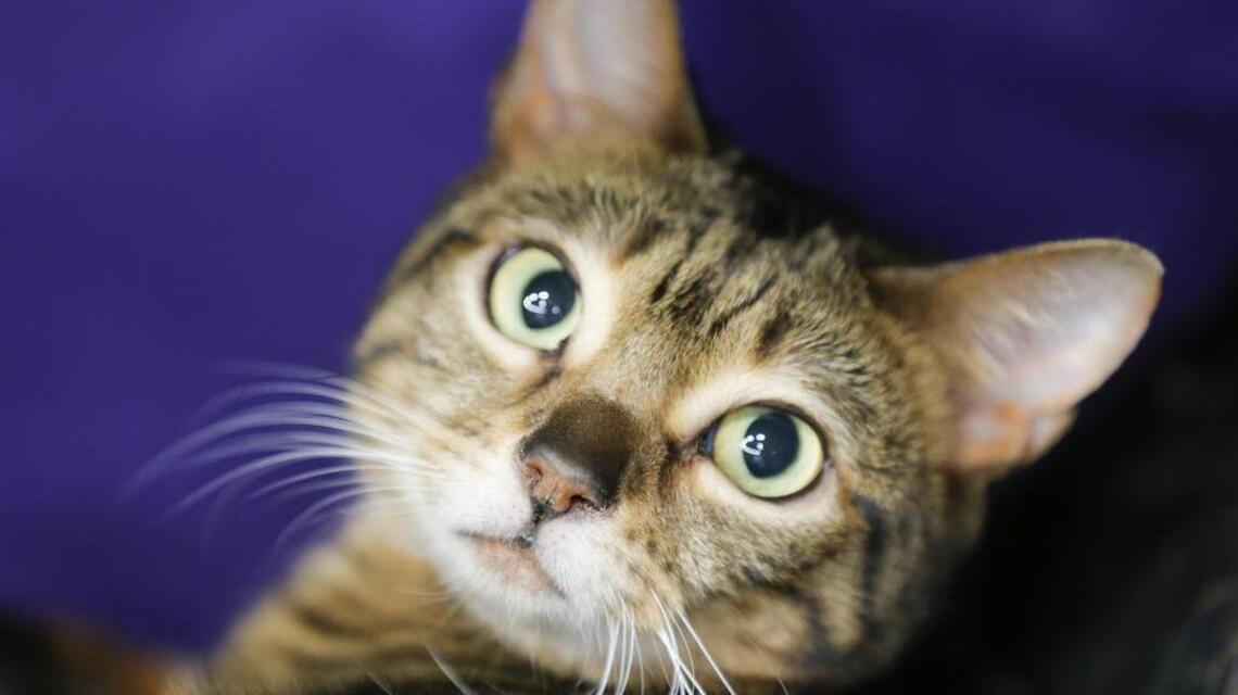 Fancy cats — and lovable pets — are part of this weekend’s show