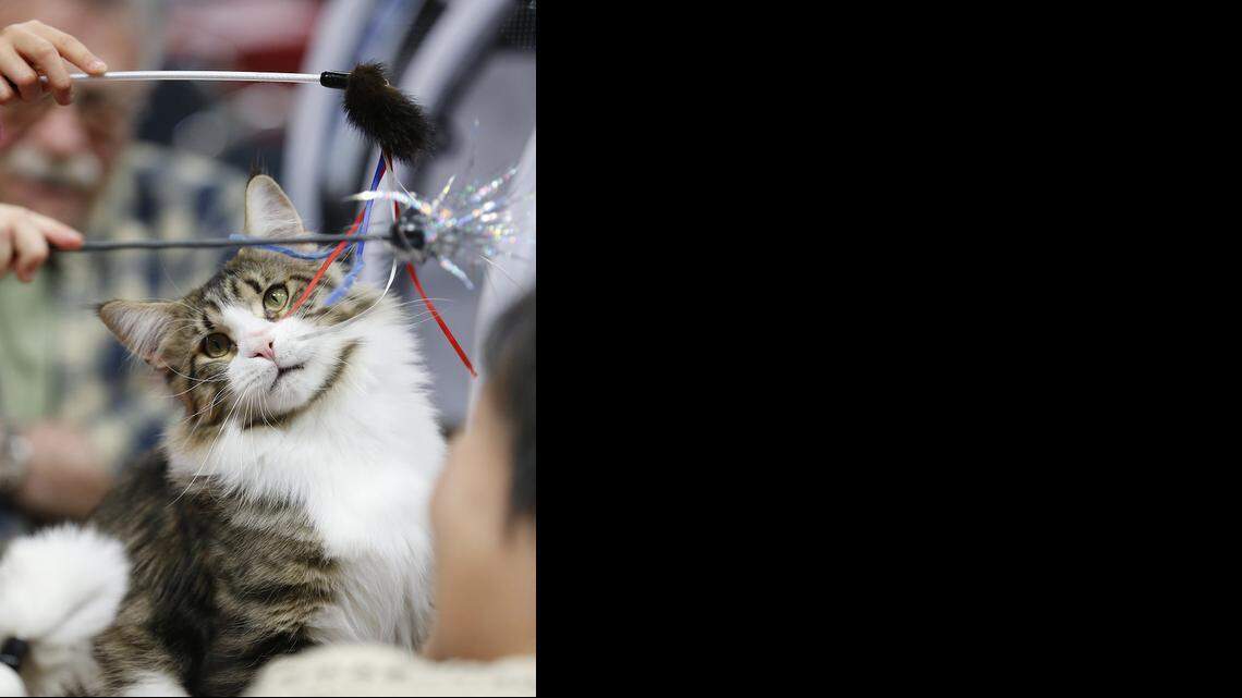 
Children play with Tru Tail MacGyver, a grand champion Maine Coon cat, during the Wichita Cat Fancy cat show in 2013.
