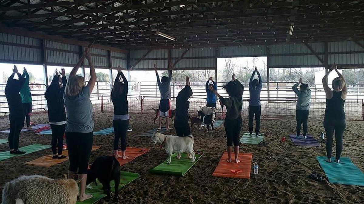 Goat yoga is all the rage at C-Arrow Stables in Maize.