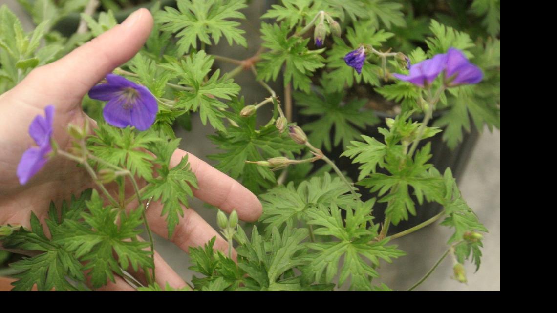 
Herb Day, 7 a.m. to 1 p.m. Saturday, Extension Education Center, 21st and Ridge Road; free admission.
