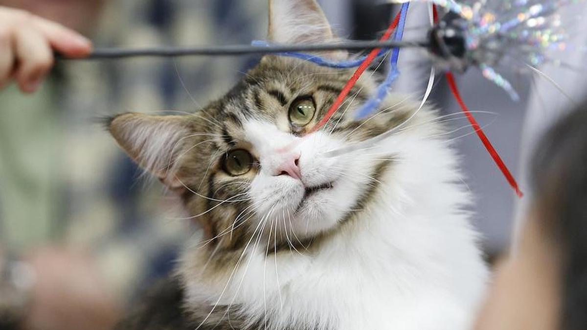 Children play with “Tru Tail MacGyver,” a grand champion Maine coon cat, during a recent Wichita Cat Fancy cat show at the Cotillion.