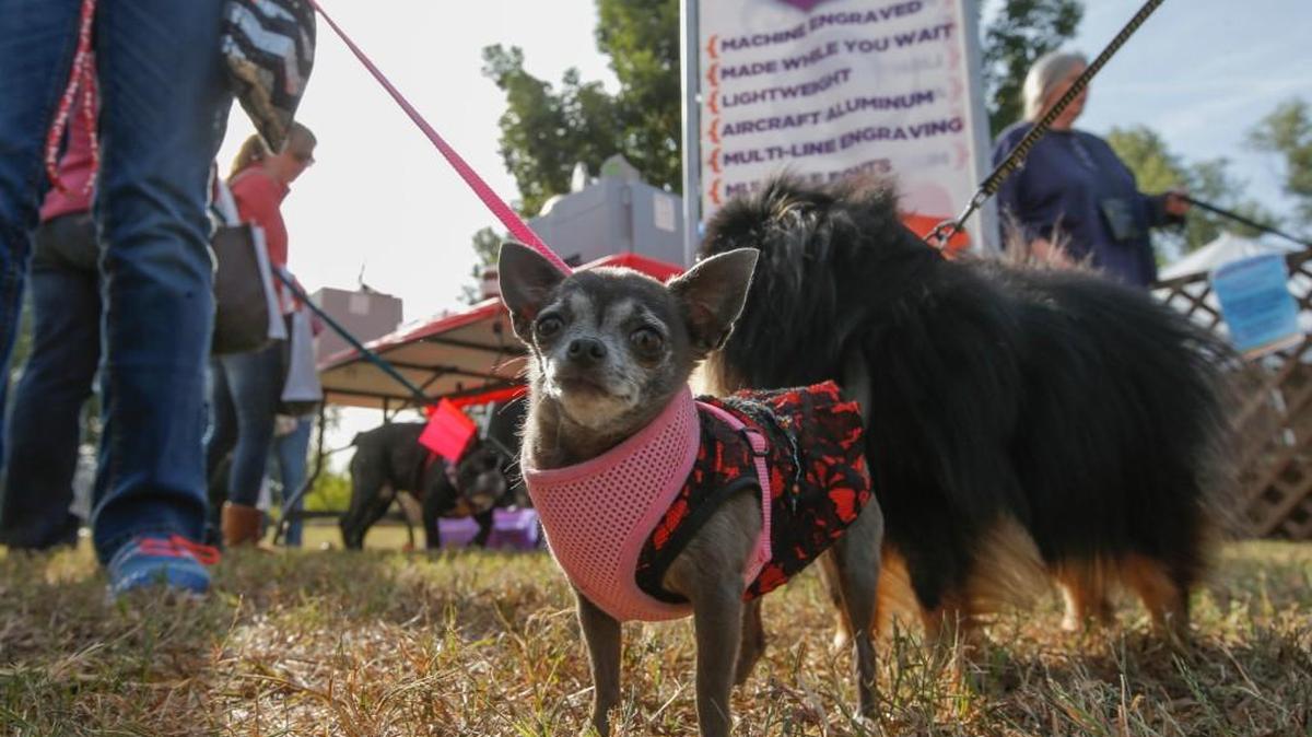 
Peanut, a chihuahua, waits in line at Woofstock, the annual fundraiser for the Humane Society, at Sedgwick County Park in 2014.
