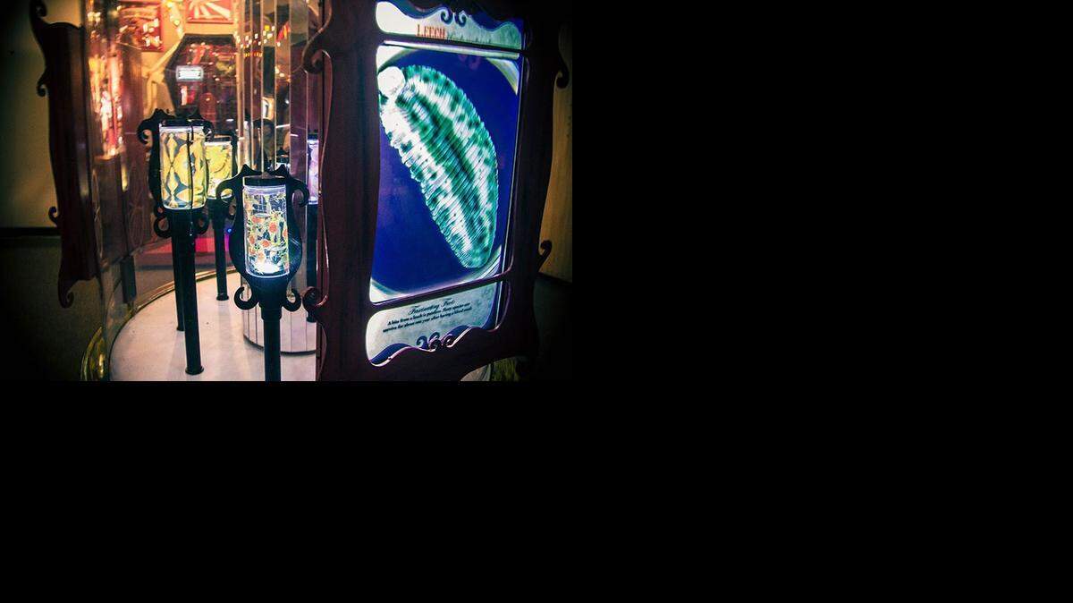 
Leech anyone? Parasites are magnified in the “Eww! What’s Eating You?” exhibit opening Saturday at Exploration Place.
