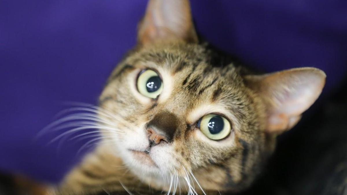 This cat, named Indiana Jones, won a ribbon in the best household cat category at last year’s Wichita Cat Fancy cat show.