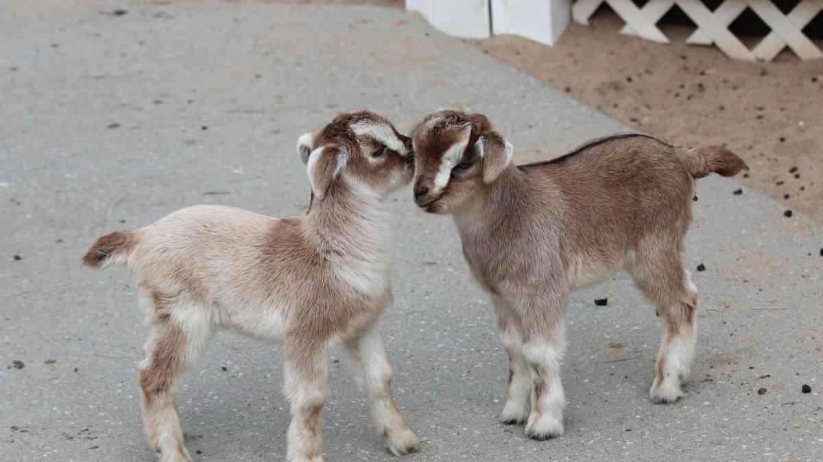 Children’s Farm Fest at Sedgwick County Zoo