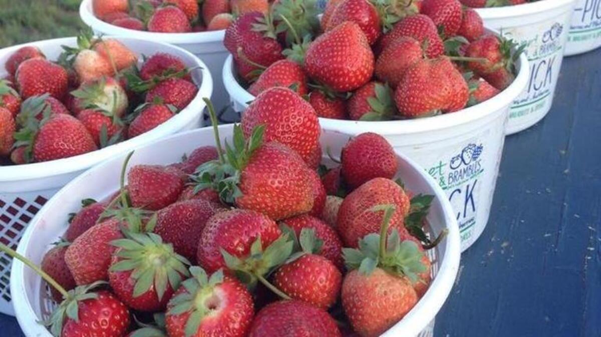 Strawberries are ready for picking at Harper’s Sweet Berries & Brambles, which will put on its annual Strawberries & Art Festival on Saturday.