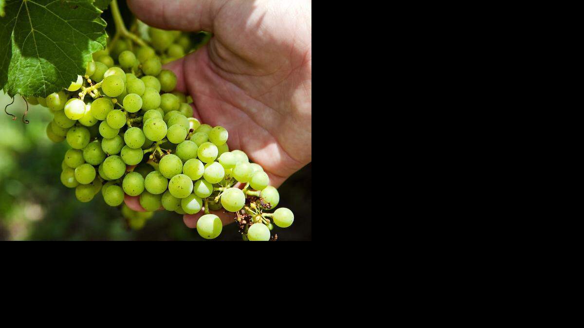 
Grace Hill Winery is inviting customers to help with harvest.
