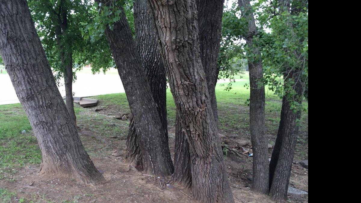 
This year’s medallion was next to these trees at Emery Park.
