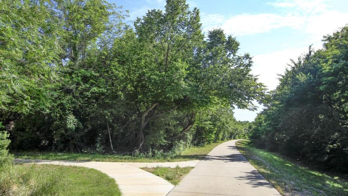 The tree on the Redbud Trail near 10th and Yale where the Wichita Eagle medallion was found. (June 8, 2017)
