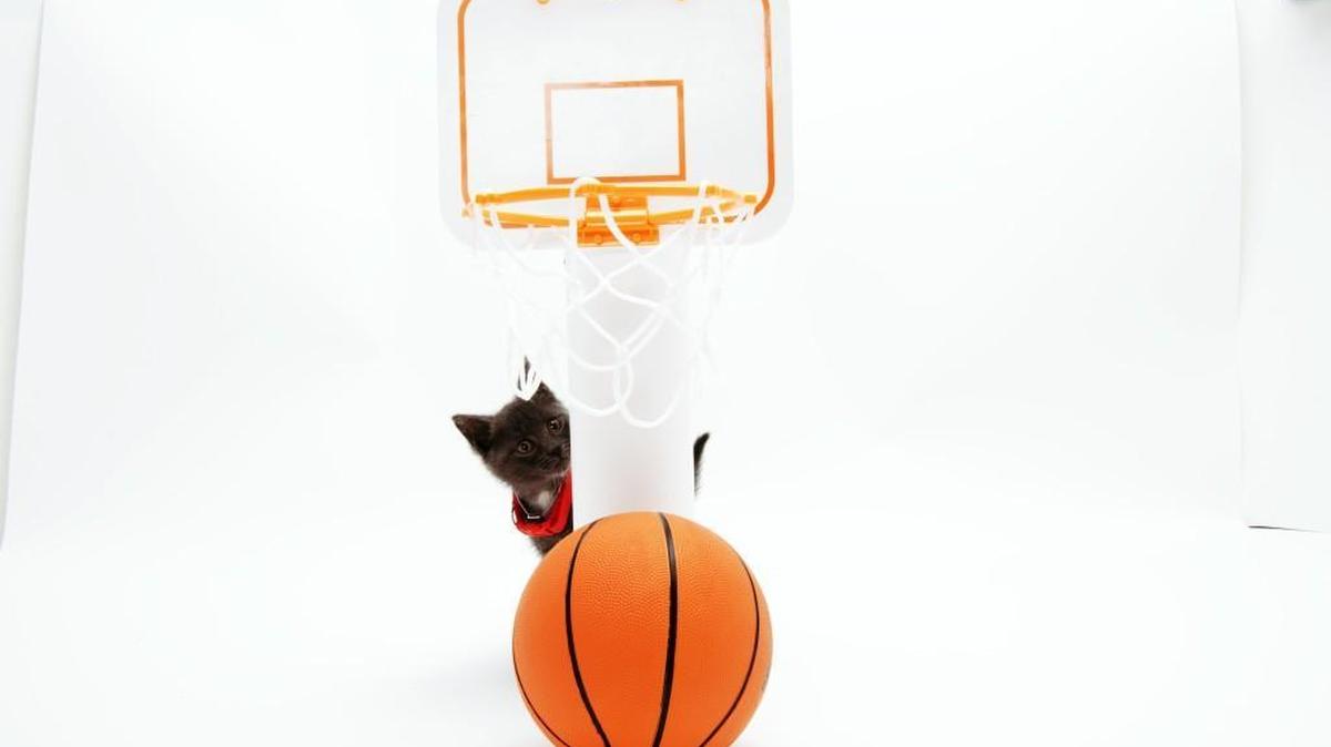 Getting ready for Meow Madness on the Hallmark Channel.