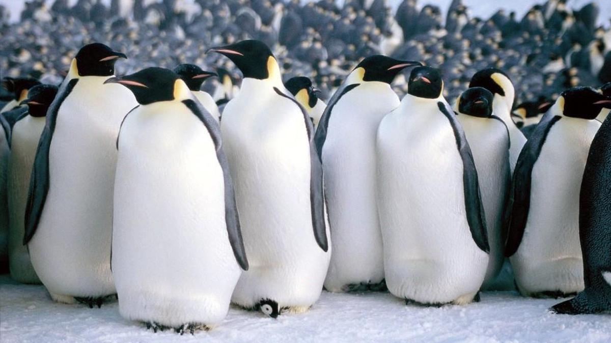 “March of the Penguins” is an Academy Award winner for best documentary feature. It will be shown as part of the Smallgrass film festival.