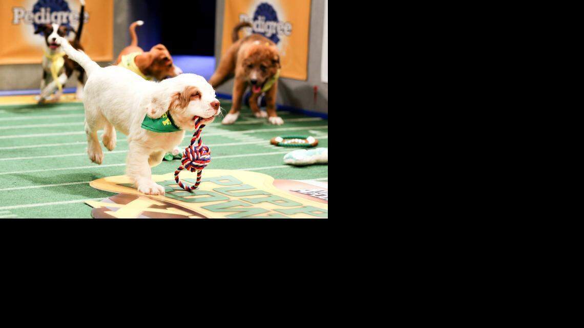 
The Puppy Bowl is a warmup for the Super Bowl on Feb. 1. (Damian Strohmeyer/Animal Planet) 
