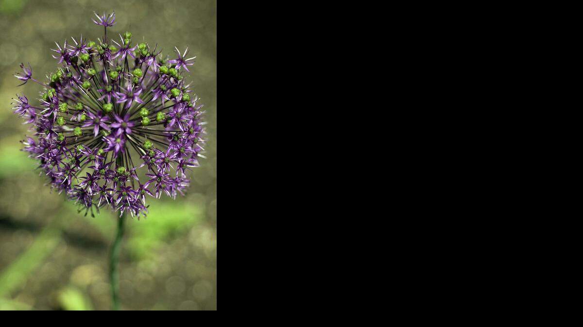 
Alliums add a fun element to the early-spring garden.
