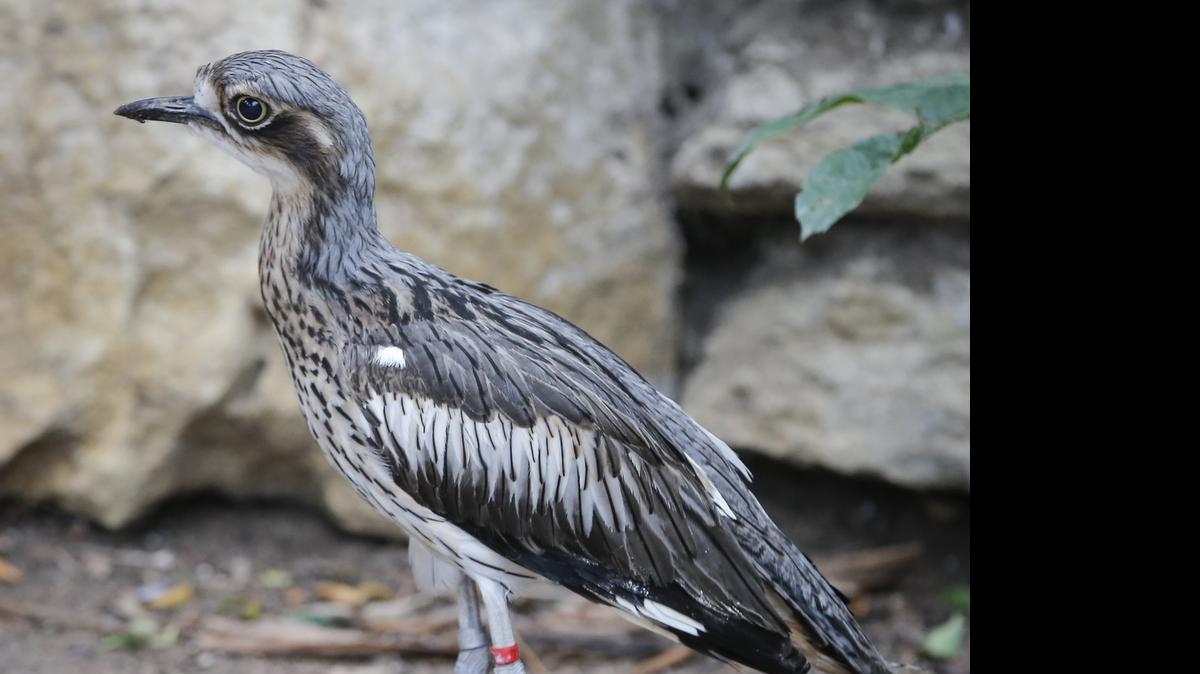 
A bush thick-knee makes its way around the newly-upgraded Tropical exhibit at the Sedgwick County Zoo. The building has a new, brighter roof and many new plant and bird species.
