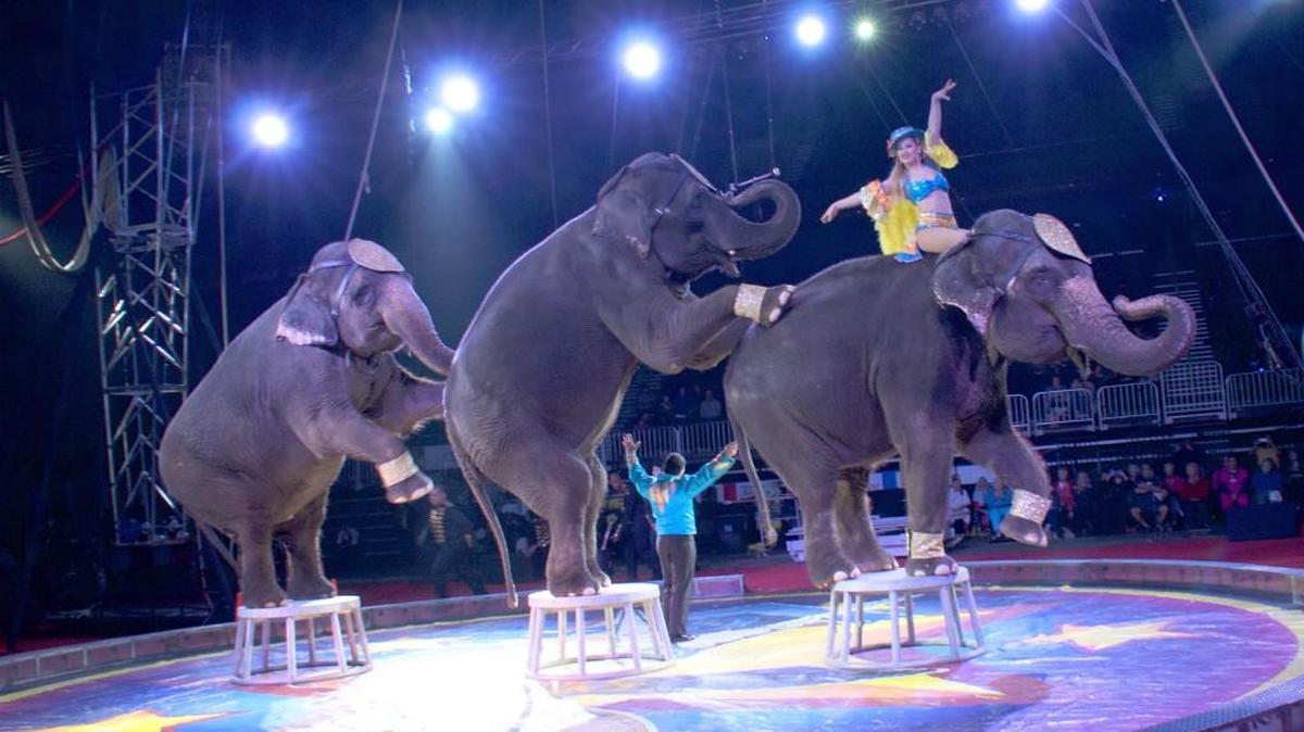 Carden Circus International is one of the few circuses that still include elephant acts.