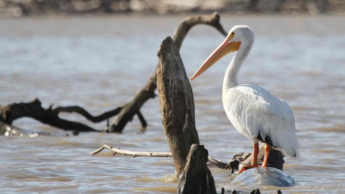 Pelicans are one of many kinds of wildlife that can be seen in the fall at Cross Timbers State Park.