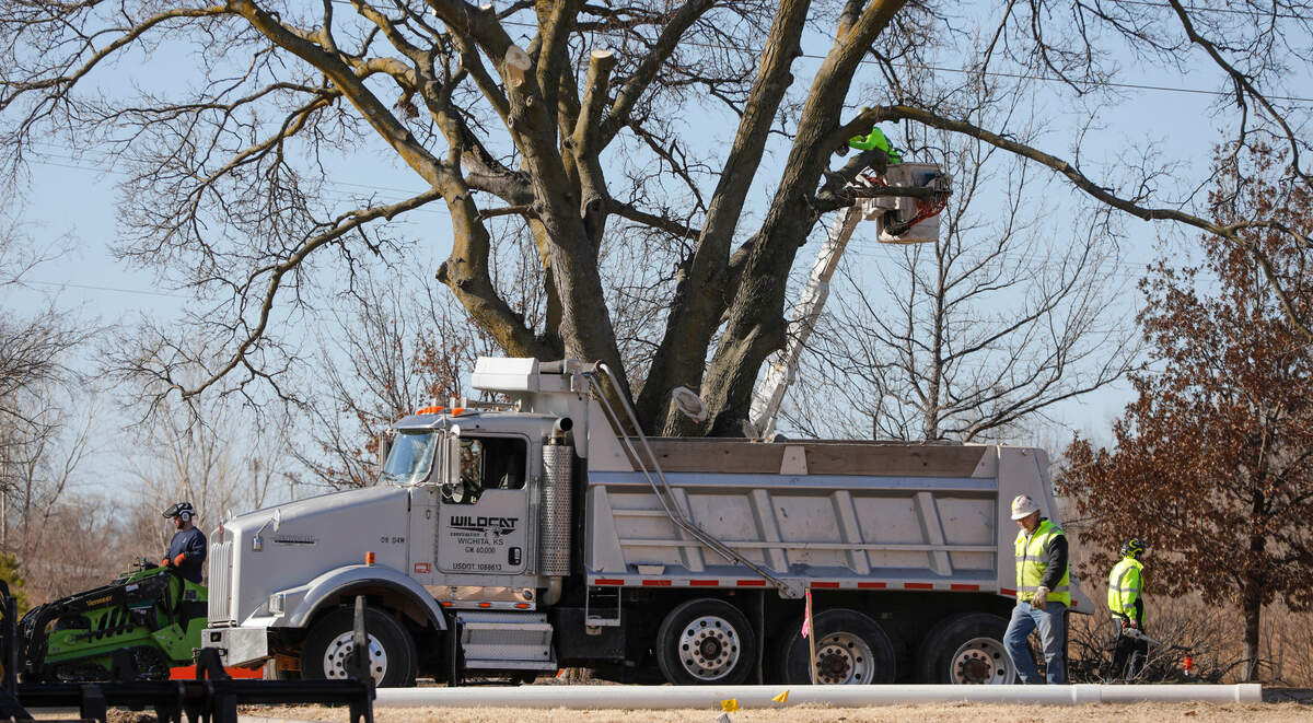 The city removed an iconic tree along Museum Boulevard on January 24, 2022 to make way for water pipeline work.